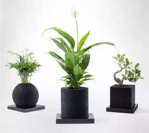 怎么除甲醛靠得牢？竹炭、植物成***“騙局”