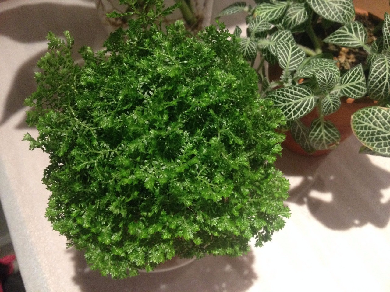 怎么除甲醛靠得牢？竹炭、植物成***“騙局”