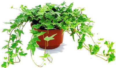 記住這四條規(guī)則，巧用植物甲醛治理！