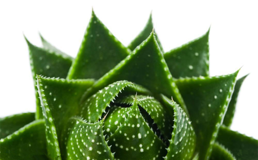 記住這四條規(guī)則，巧用植物甲醛治理！