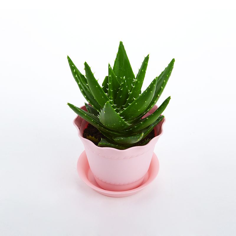 去除房間甲醛的植物有哪些？
