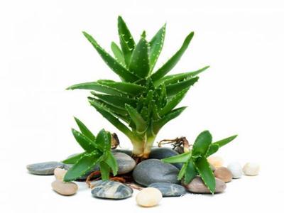去除房間甲醛的植物有哪些？