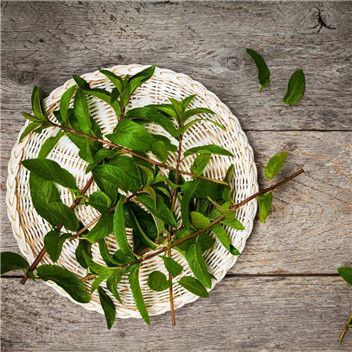 植物可以去甲醛嗎？甲醛治理原理是什么
