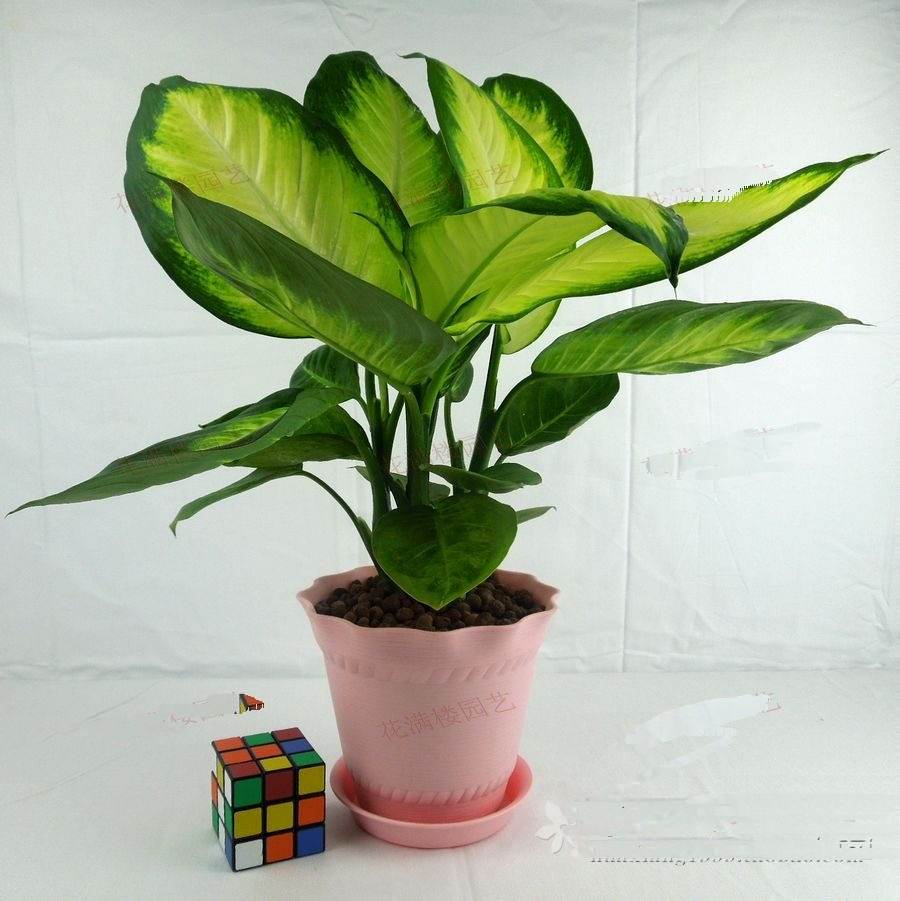 哪些植物可以除甲醛，本事***呢？