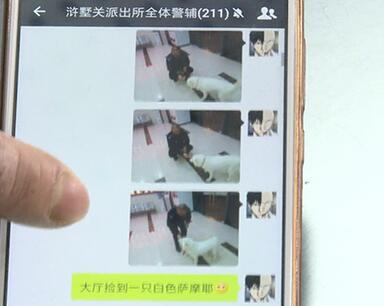 有問題找警察，薩摩耶派出所報(bào)案，不注意這件事，對狗狗致命，警察蜀黍卻幫不上忙！