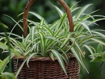 綠色植物大作戰(zhàn)，顏值最高的凈化空氣方法