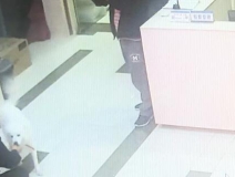 有問(wèn)題找警察，薩摩耶派出所報(bào)案，不注意這件事，對(duì)狗狗致命，警察蜀黍卻幫不上忙！