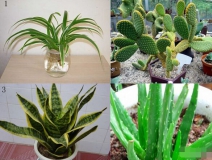 什么植物可以?xún)艋諝猓?></div>
                                <div   id=