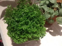 這幾種植物擺家中，空氣清新一整年！