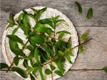 植物可以去甲醛嗎？甲醛治理原理是什么