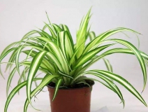 去除甲醛的綠植有哪些?你家里有嗎？