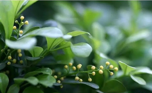 活性炭除甲醛有效嗎？